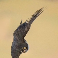 Василий Генадьев, 23.08