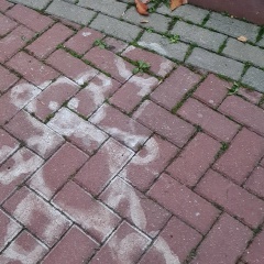 Елена Богдан, 11.02