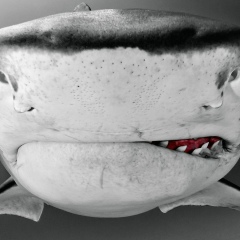 Игорь Пикуш, Днепр (Днепропетровск)