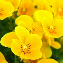 Надя Меденцій, 09.02.1988, Ужгород