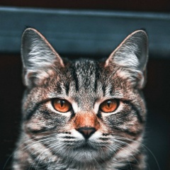 Демид Гаев, 08.03.1985, Барнаул