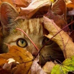 Марина Б, Москва