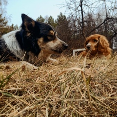 Александр Кисач, 08.11