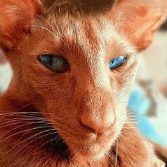 Леонид Илонин, 23.01, Санкт-Петербург