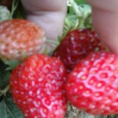 Мухайе Абдураимова, 09.09, Туркестан