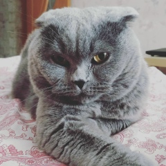 Ромашка Миллер, Москва