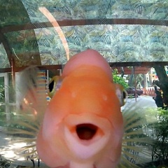 Илья Андреевич, 23.04.1990, Поварово