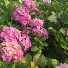 Алина Зверева, 04.07, Киев