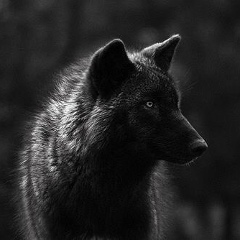 Идар Унажоков, 11.03, Нальчик