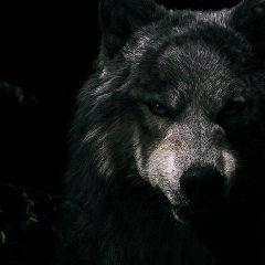 Ниеткабыл Нуралиев, 05.06.1992, Сокулук