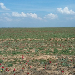 Zhenis Kamesh, 09.05.1989, Уральск