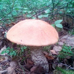 Александр Степанов, 14.03.1983, Санкт-Петербург