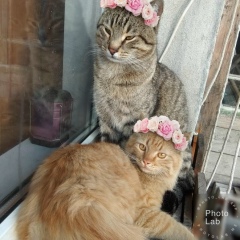 Оксана Холстинка, 02.10, Batna