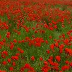 Ольга Дьяконова, 17.07.1977, Жанаозен