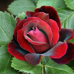 Gulnar Abdirakhman, 25.12.1964, Астана