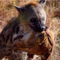 Бейсембек Бейсенов, 17.06.1971, Chicago