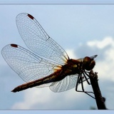 Наташка Дунаевская, 14.09.1979, Санкт-Петербург