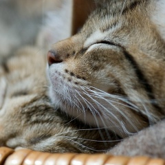 Max Romanov, 03.11.1985, Санкт-Петербург