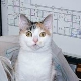 Вагон Медведов, Санкт-Петербург