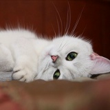 Светлана Fleur, 11.06, Санкт-Петербург