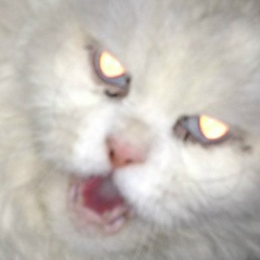 Кот Компот, 09.05.1920, Portmore