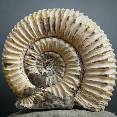 Валерий Родиков, 19.01.1982, Медногорский