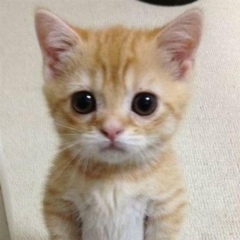 Роберт Берлинский, 16.01.1997, Köln