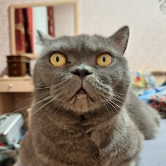 Ko Zur, 01.01