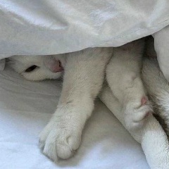София Кабанова
