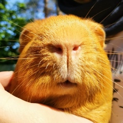 Антон Елманов, 07.08.1985, Санкт-Петербург