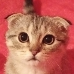 Тлек Давлетьяров, 05.10.1984, Уральск