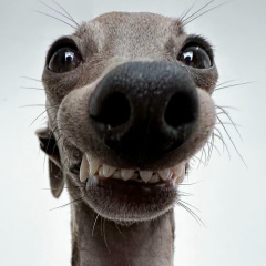 Виталий Киреев, Новосибирск