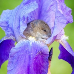 Ираида Карюкина, 15.07, Санкт-Петербург