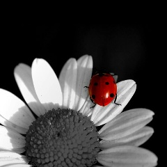 Маргарита Брячак, 03.08, Freiburg im Breisgau