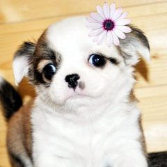 Ольга Петелина, 21.01.1975, Санкт-Петербург