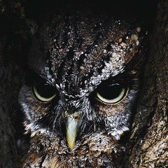 Рафаэль Костанян