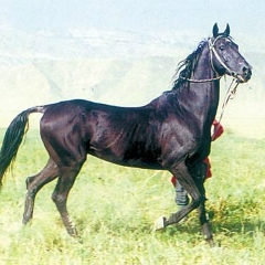 Алим Хамза, Шымкент