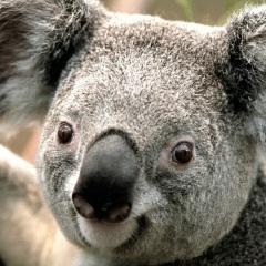 Алена Казорина, 04.02.1989, Орёл