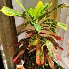 Дмитрий Сапронов, 28.05, Санкт-Петербург