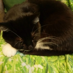 Татьяна Мышкина, 18.09.1962, Санкт-Петербург