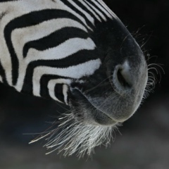 Zel Makly, 29.12, Симферополь