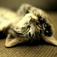 Кот Леопольд, 05.05.2000