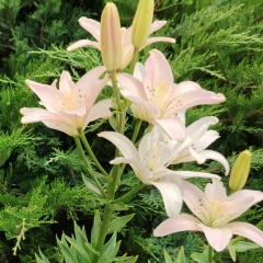 Марина Е, 03.10, Усть-Каменогорск