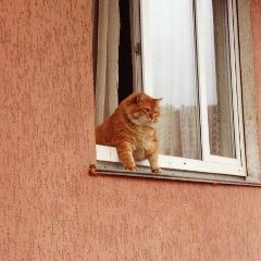 Алек Виноград, 04.08, Санкт-Петербург