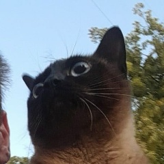 Владимир Валуев, Колпино