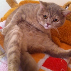 Антон Гуро, 12.10