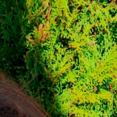 Наталья Белкина, 02.12.1971, Санкт-Петербург