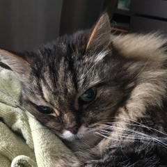 Пухряндель Торчок, 14.04.1998, Екатеринбург