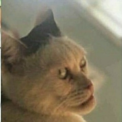 Малик Адахов, 17.12, Махачкала