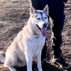 Никита Мефодичев, Александров